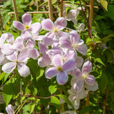 Waldrebe Mayleen - Clematis montana Mayleen - Willemse