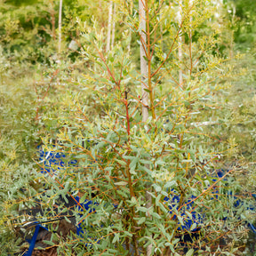 Eucalyptus - Eukalyptus - Eukalyptus France Bleu ® Rengun - Eucalyptus gunnii France Bleu ® rengun