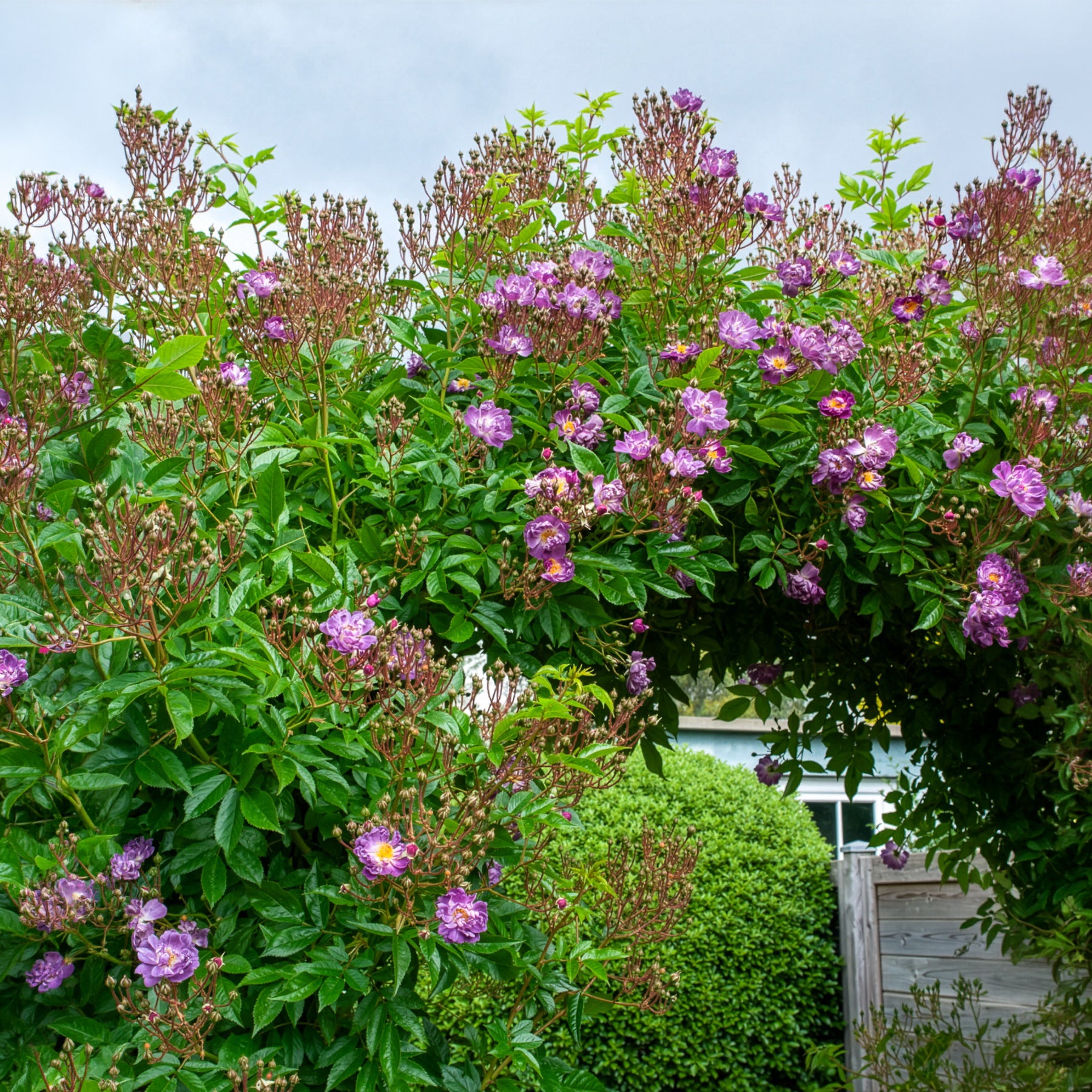 Hochstammrose ‘Veilchenblau’ - Stängelrosen - Willemse
