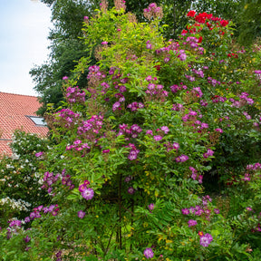 Hochstammrose ‘Veilchenblau’ - Willemse