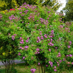 Stängelrosen - Hochstammrose ‘Veilchenblau’ - Rosa veilchenblau