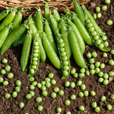 Runde Stangenerbsen Le Généreux - Pisum sativum le généreux - Willemse