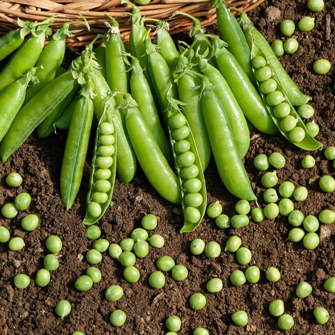 Runde Stangenerbsen Le Généreux - Pisum sativum le généreux - Willemse