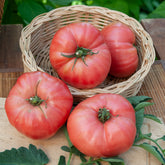 Tomate ‘Rose de Berne’ - Willemse