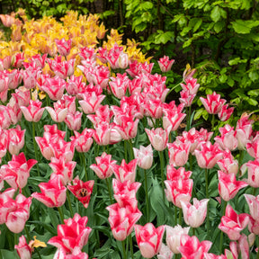 Tulpe ‘Beauty Trend’ (x10)