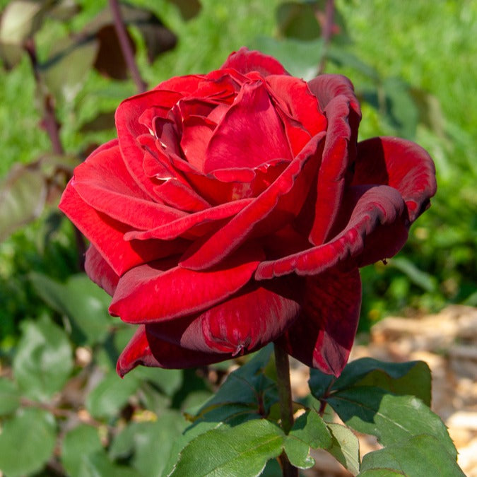 Strauchrose Mr. Lincoln - Willemse