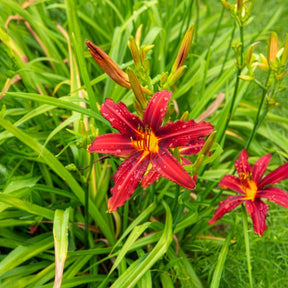 Verkauf Taglilien ‘Crimson Pirate’ (x3) - Hemerocallis Crimson Pirate