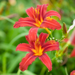 Verkauf Taglilien ‘Crimson Pirate’ (x3)