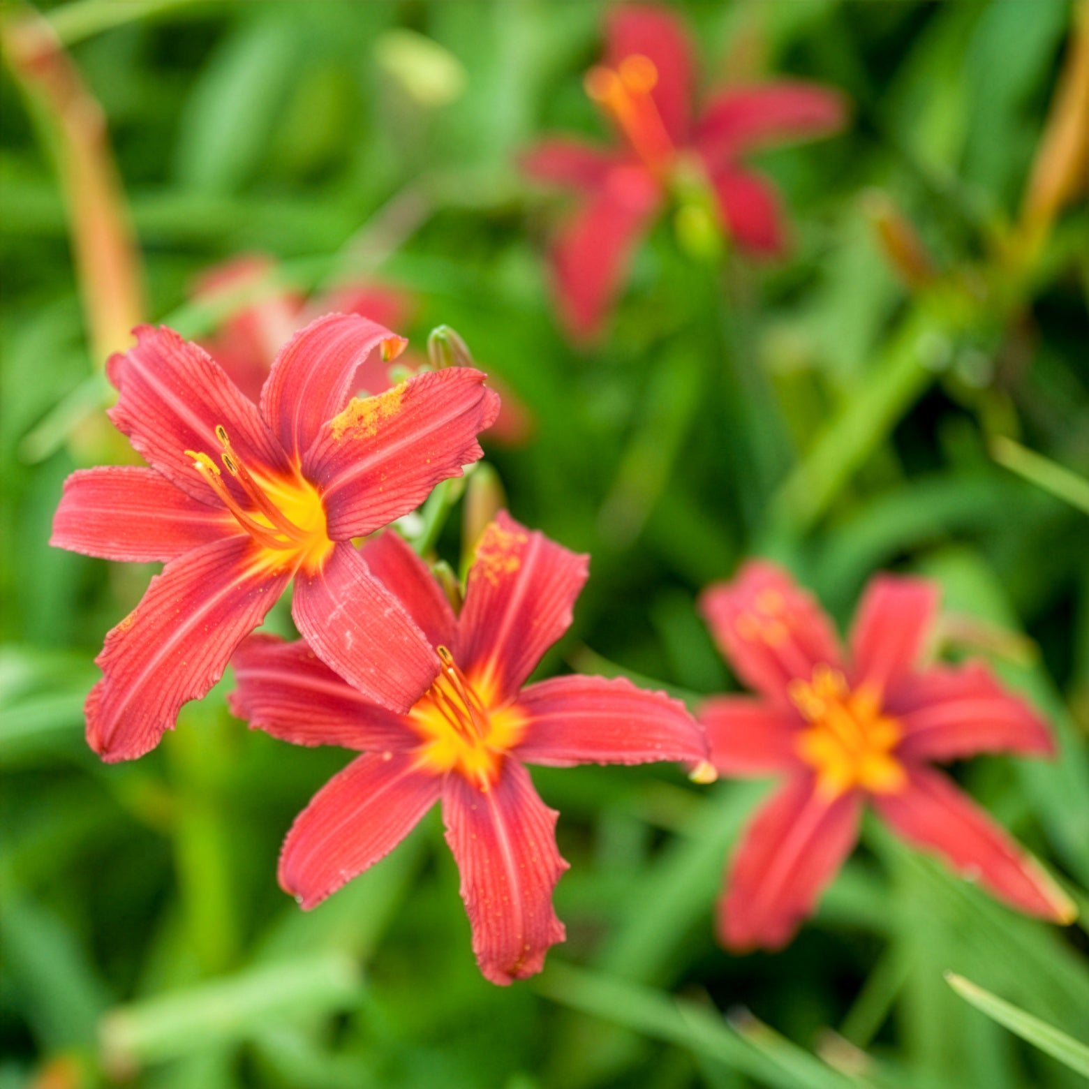 Taglilien ‘Crimson Pirate’ (x3) - Hemerocallis - Taglilie - Willemse