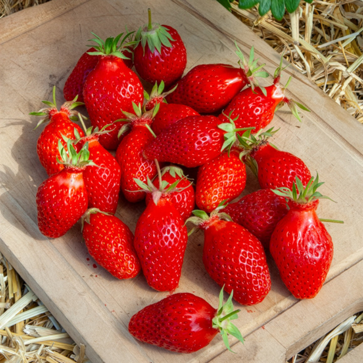 Erdbeere Gariguette - Willemse