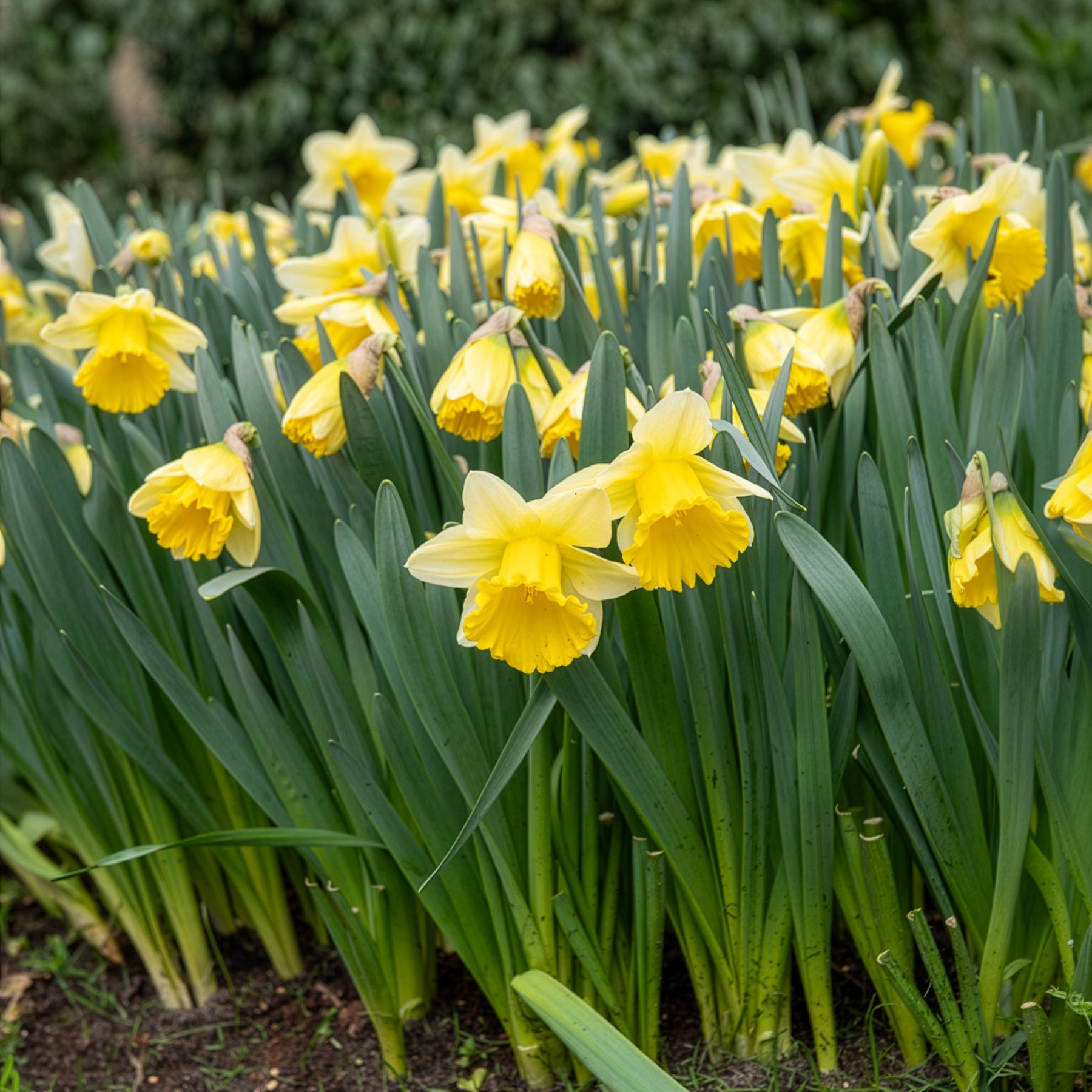 Narzisse 'Goblet' (x10) - Narcissus goblet - Willemse