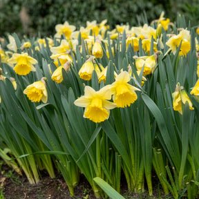 Narzisse 'Goblet' (x10) - Narcissus goblet - Willemse