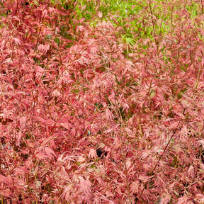Ahorn Taylor - Acer palmatum taylor - Willemse