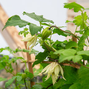 Waldrebe Amber - Willemse