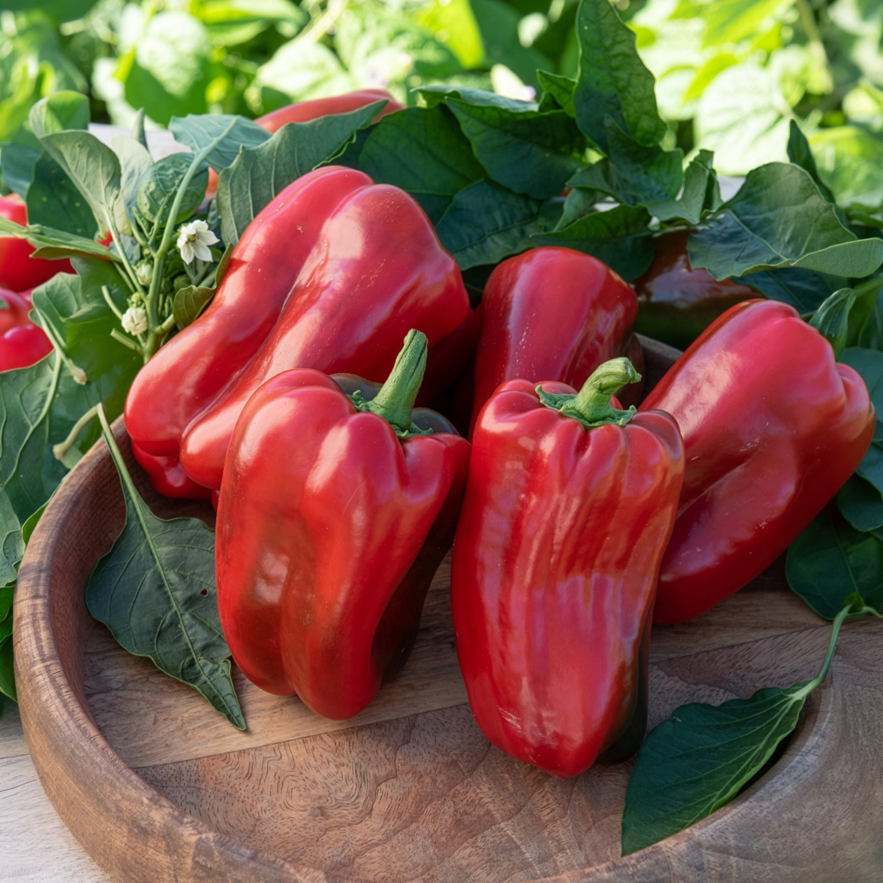 Paprika-Pflanzen ‘Lamuyo’ (x3)