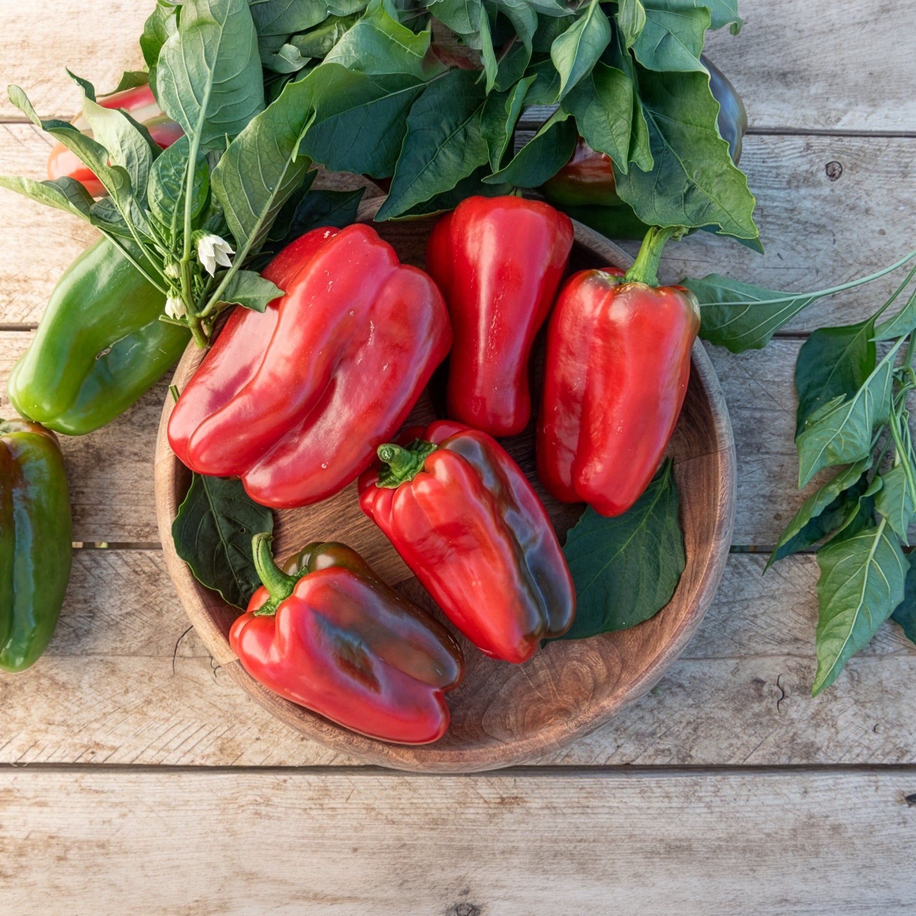 Paprika-Pflanzen ‘Lamuyo’ (x3) - Willemse