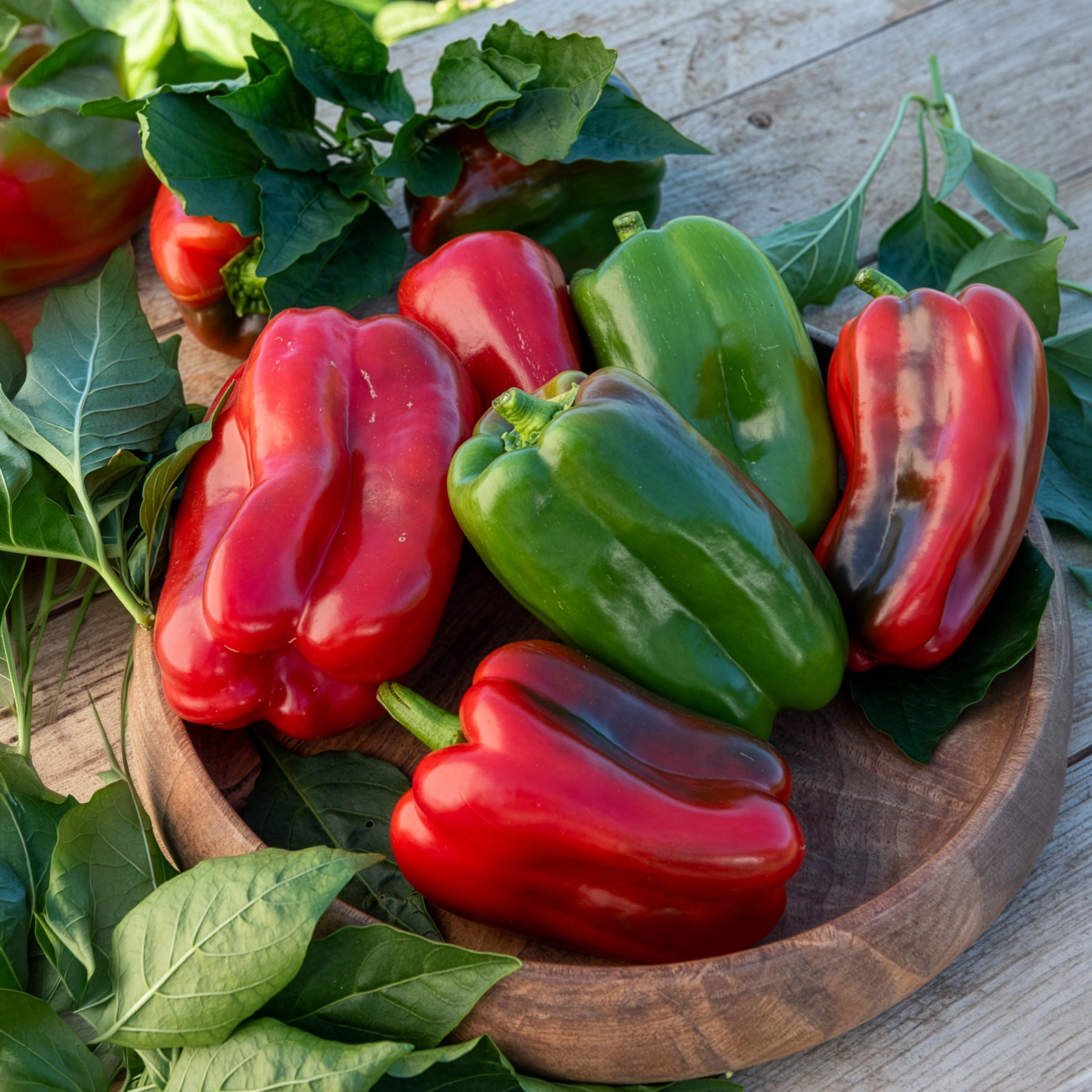 Paprika-Pflanzen ‘Lamuyo’ (x3)