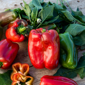 Paprika-Pflanzen ‘Lamuyo’ (x3)