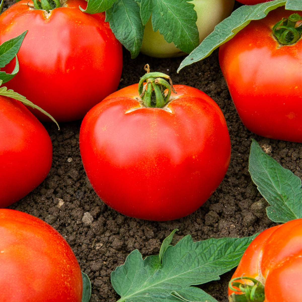 Tomate Pyros HF1 (Züchtung Clause) - Willemse