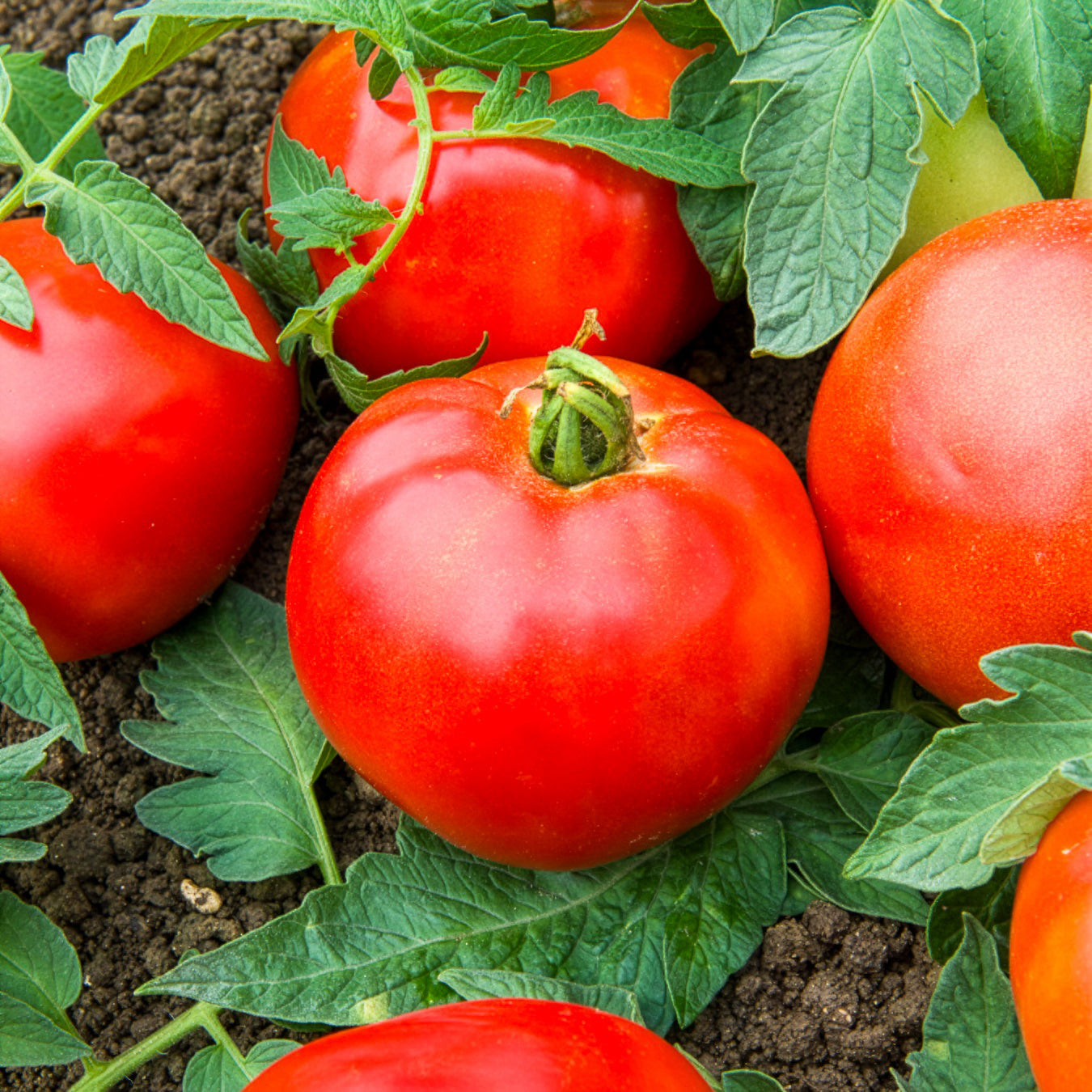 Tomate Pyros HF1 (Züchtung Clause) - Solanum lycopersicum pyros hf1 (obtention clause) - Willemse