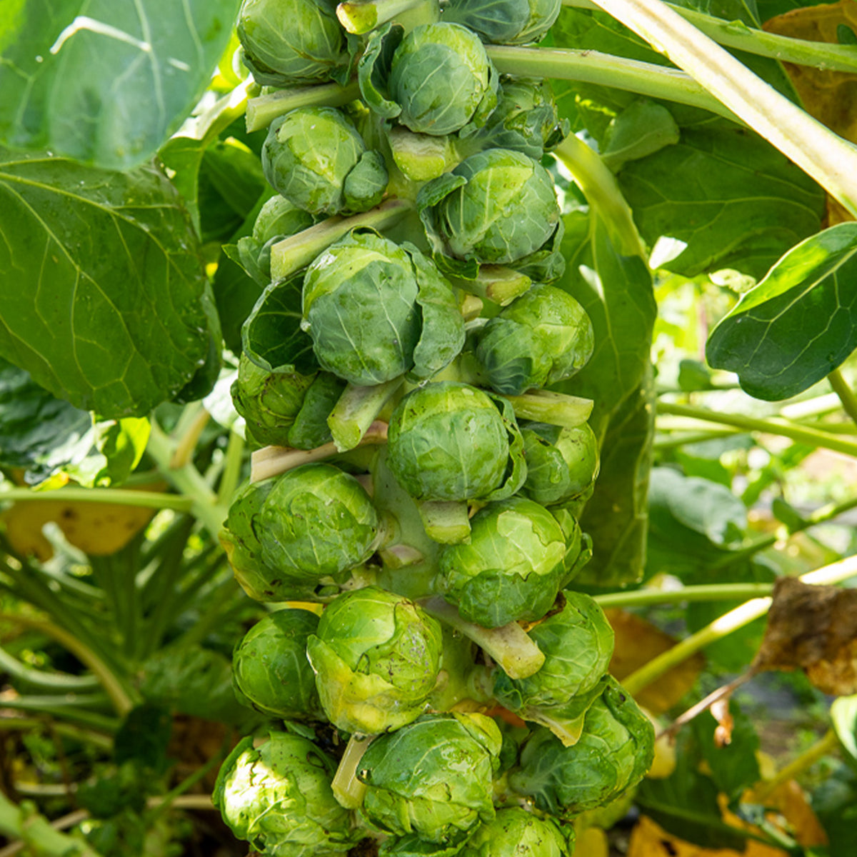 Rosenkohl Igor F1 - Willemse