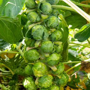 Rosenkohl Igor F1 - Willemse