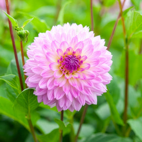 Dahlien Sakura Fubuki rosa (x3) - Dahlia sakura fubuki - Willemse