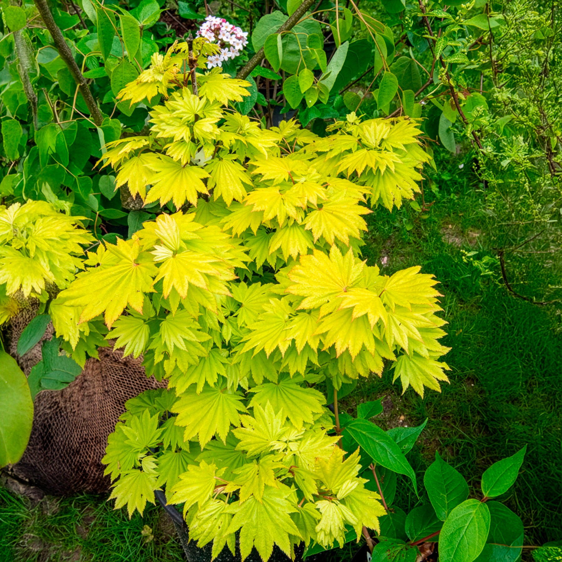 Gold-Ahorn ‘Aureum’ - Willemse