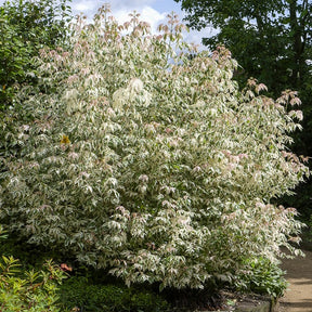 Flamingo Ahorn - Willemse