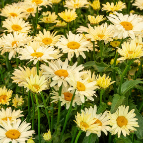 Bunte Margeriten-Kollektion (x6) - Rudbeckia Cherry Brandy, Gaillardia Kobold, Leucanthemum Banana Cream - Willemse