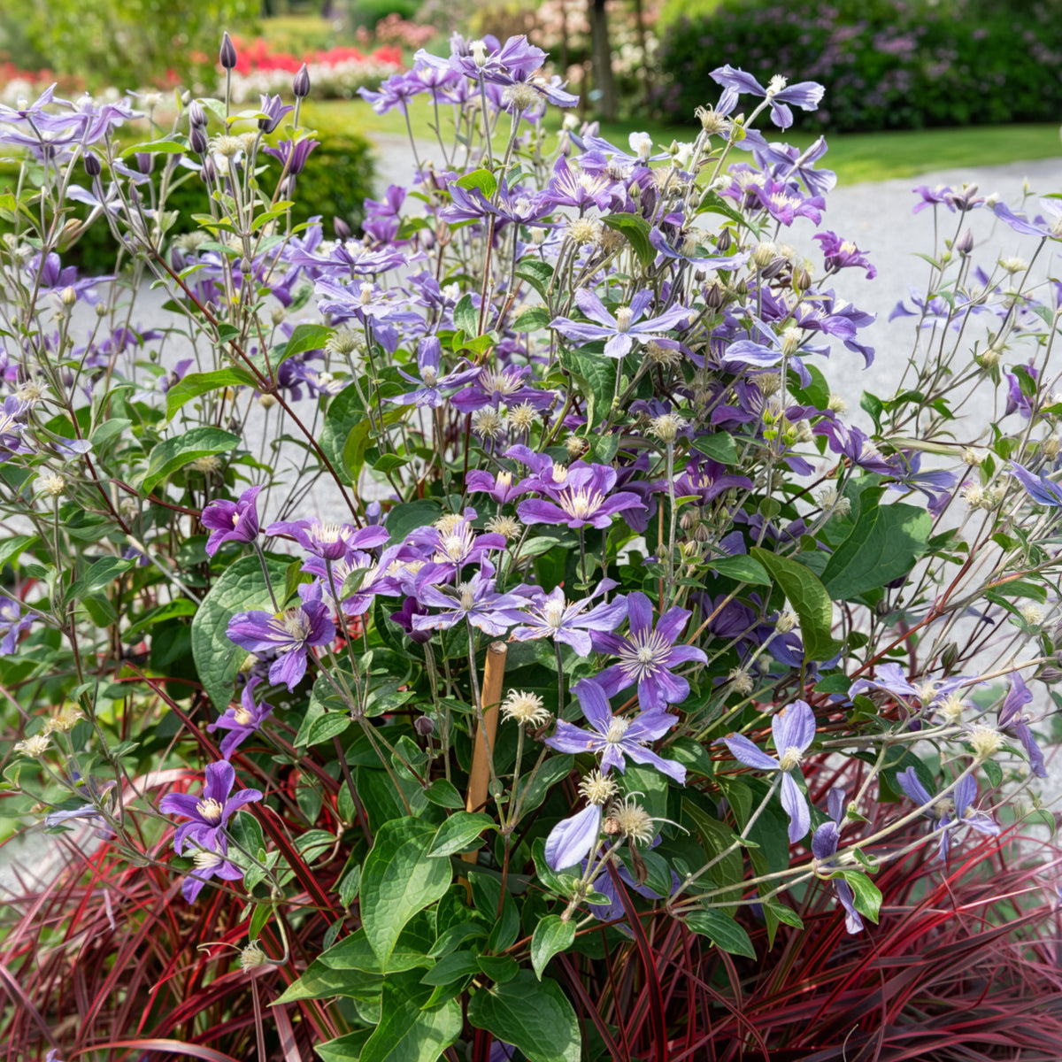 Bodendecker-Waldrebe ‘Arabella’