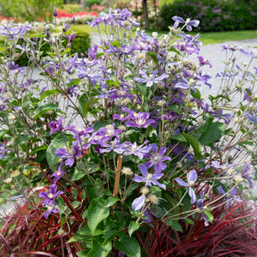 Bodendecker-Waldrebe ‘Arabella’ - Clematis arabella - Willemse