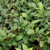 Zimmerpflanzen - Teestrauch - Camellia sinensis