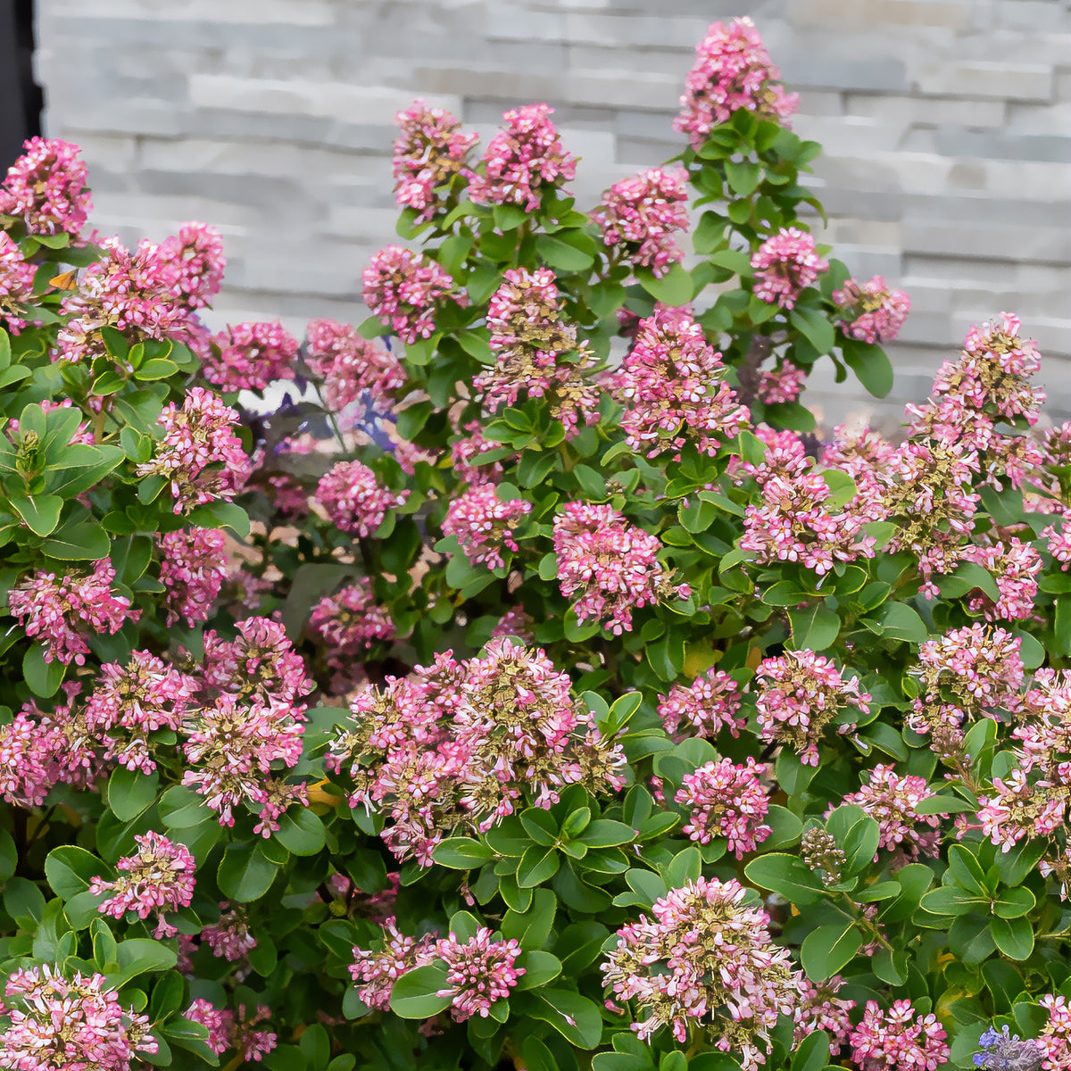 Andenstrauch Pink Elle - Escallonia laevis Pink Elle - Willemse