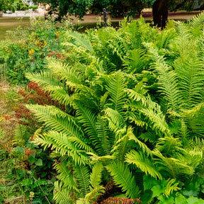 Straußenfarn (x2) - Stauden - Willemse