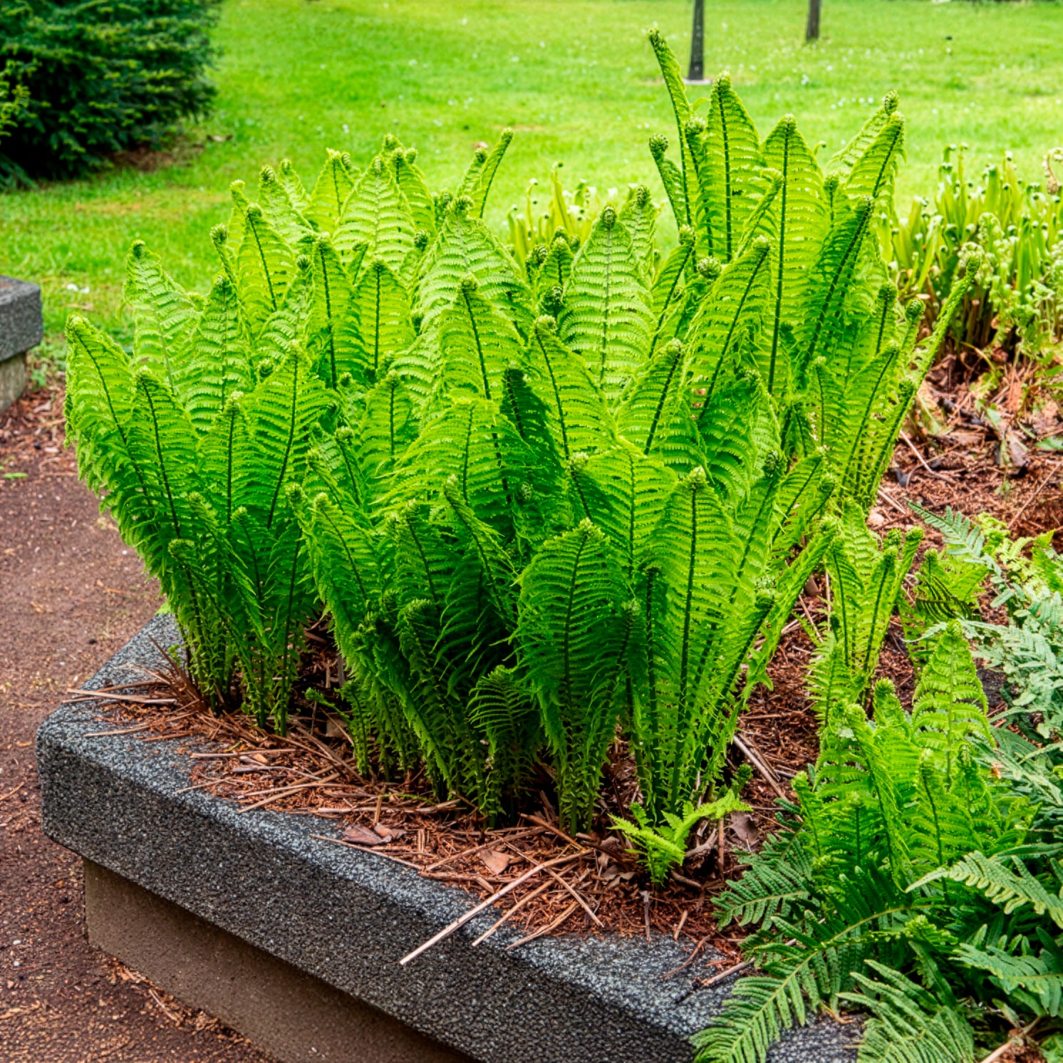 Verkauf Stauden - Straußenfarn (x2)