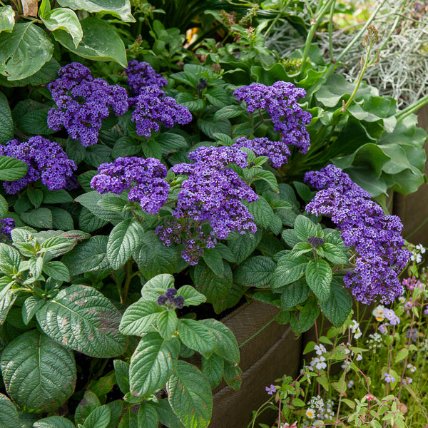 Balkonblumen - Vanilleblume (x3) - Heliotropium peruvianum