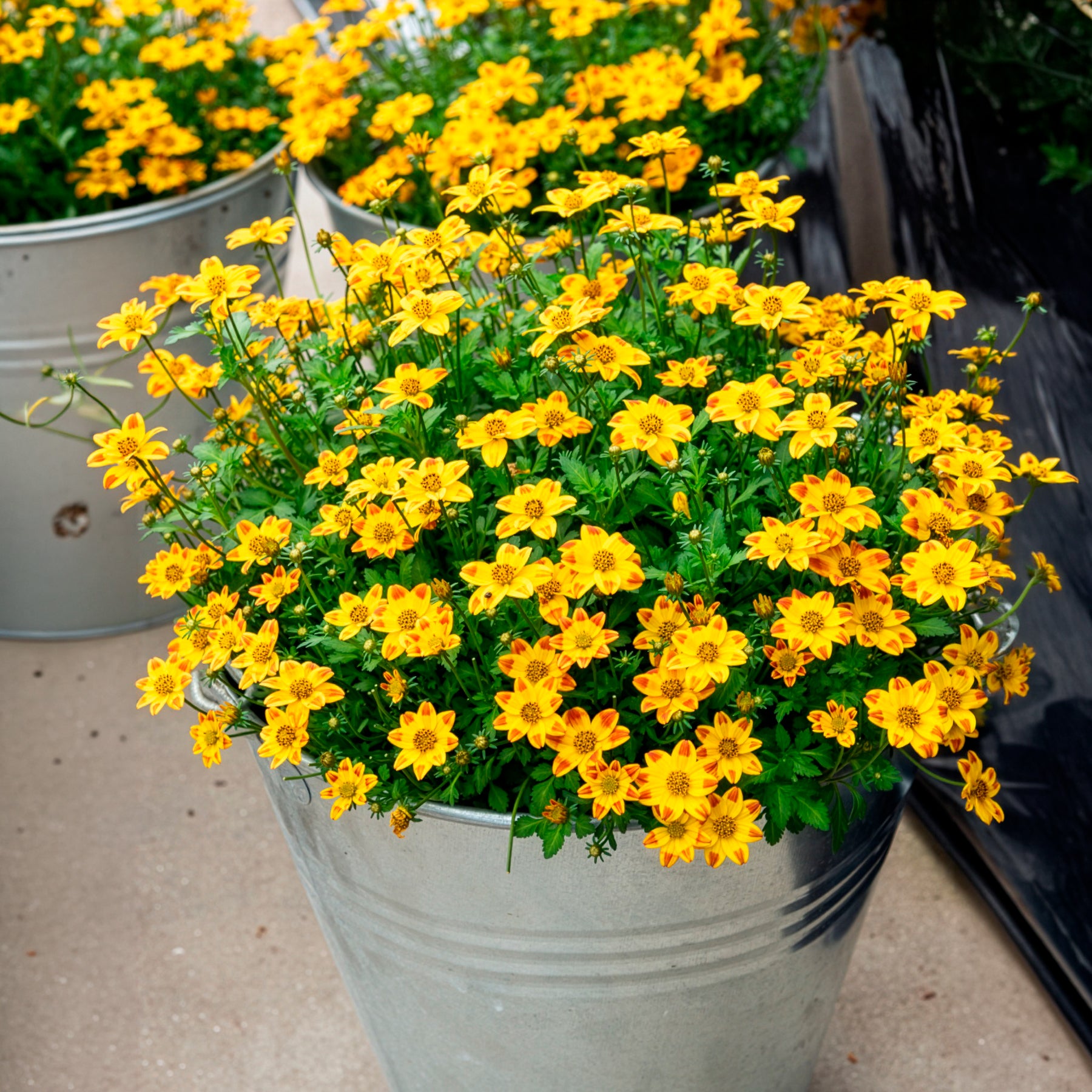 Bidens ‘Beedance Painted Yellow’ (x3) - Bidens ferulifolia Beedance Painted Yellow - Willemse