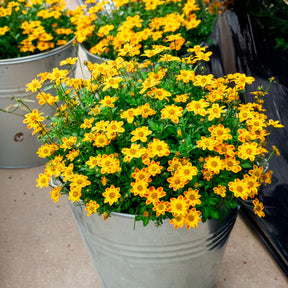 Bidens ‘Beedance Painted Yellow’ (x3) - Bidens ferulifolia Beedance Painted Yellow - Willemse