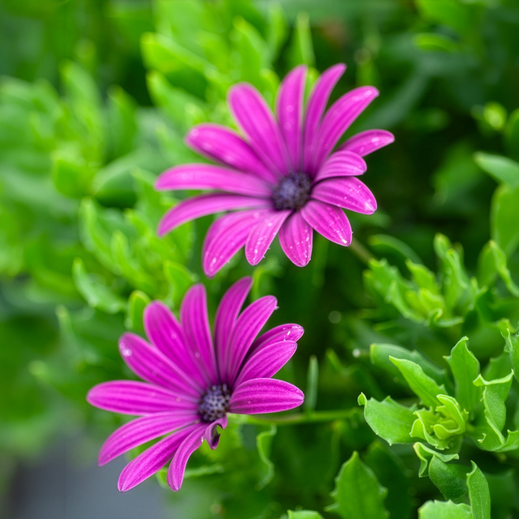 Kapmargeriten Purpur (x3) - Osteospermum margarita purple - Willemse