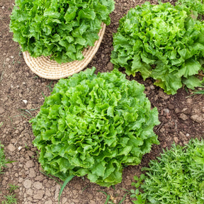 Endiviensalat Grosse gelockte Nuance Bio - Willemse