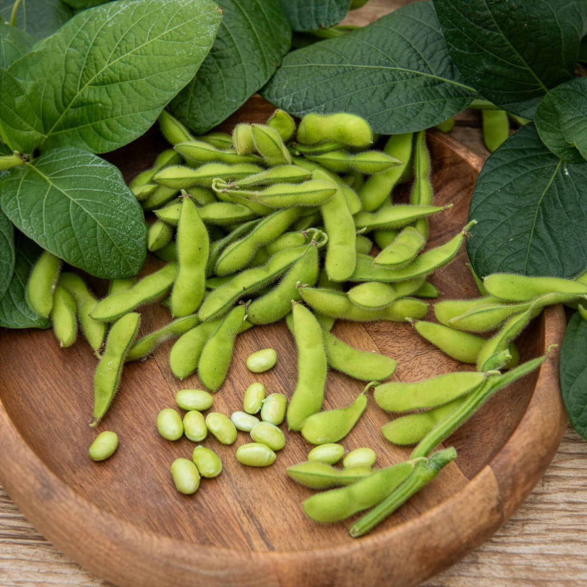 Glycine max - Sojabohne Fiskeby V Edamame - Samen für den Gemüsegarten