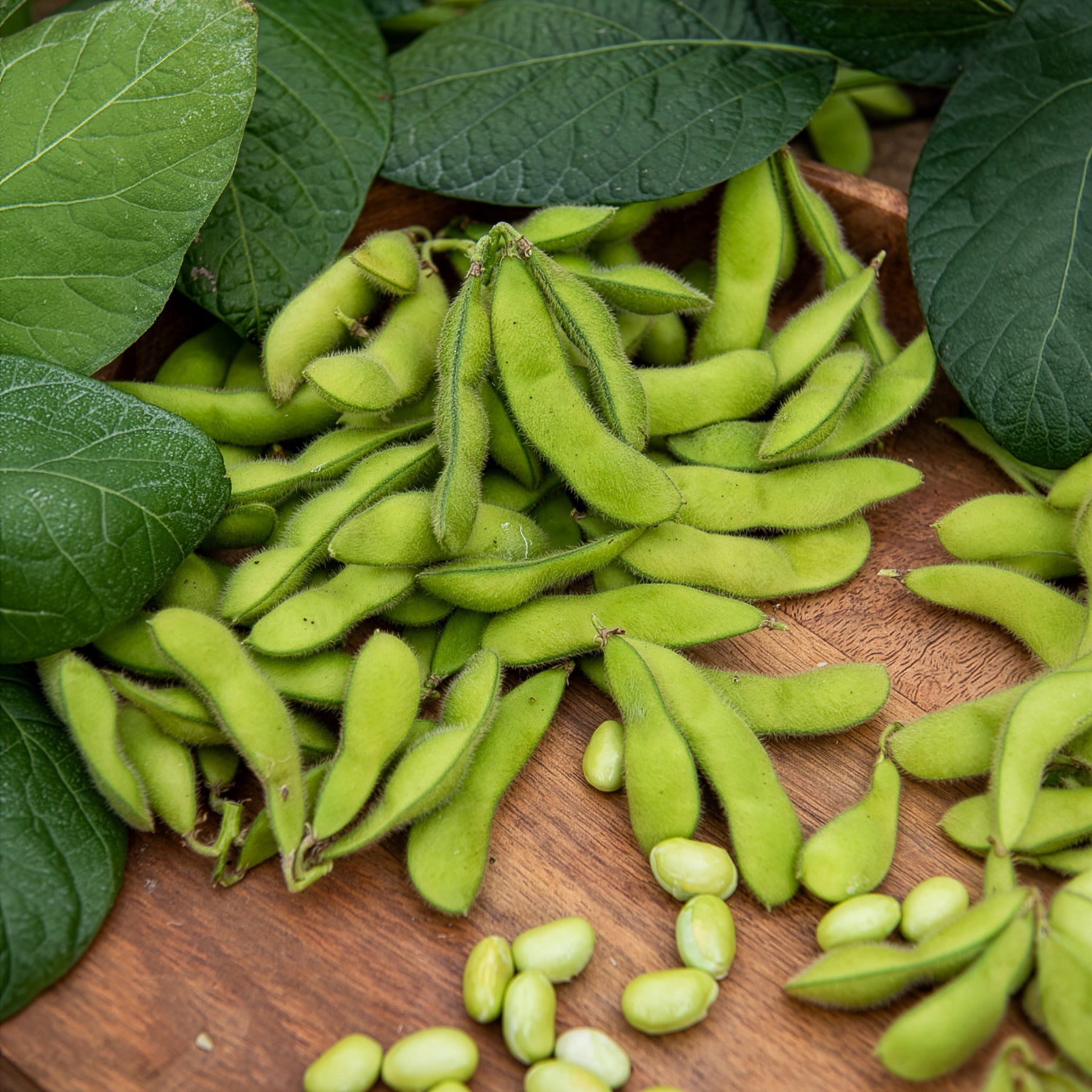 Sojabohne Fiskeby V Edamame - Willemse