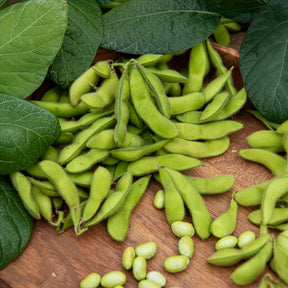 Sojabohne Fiskeby V Edamame - Willemse