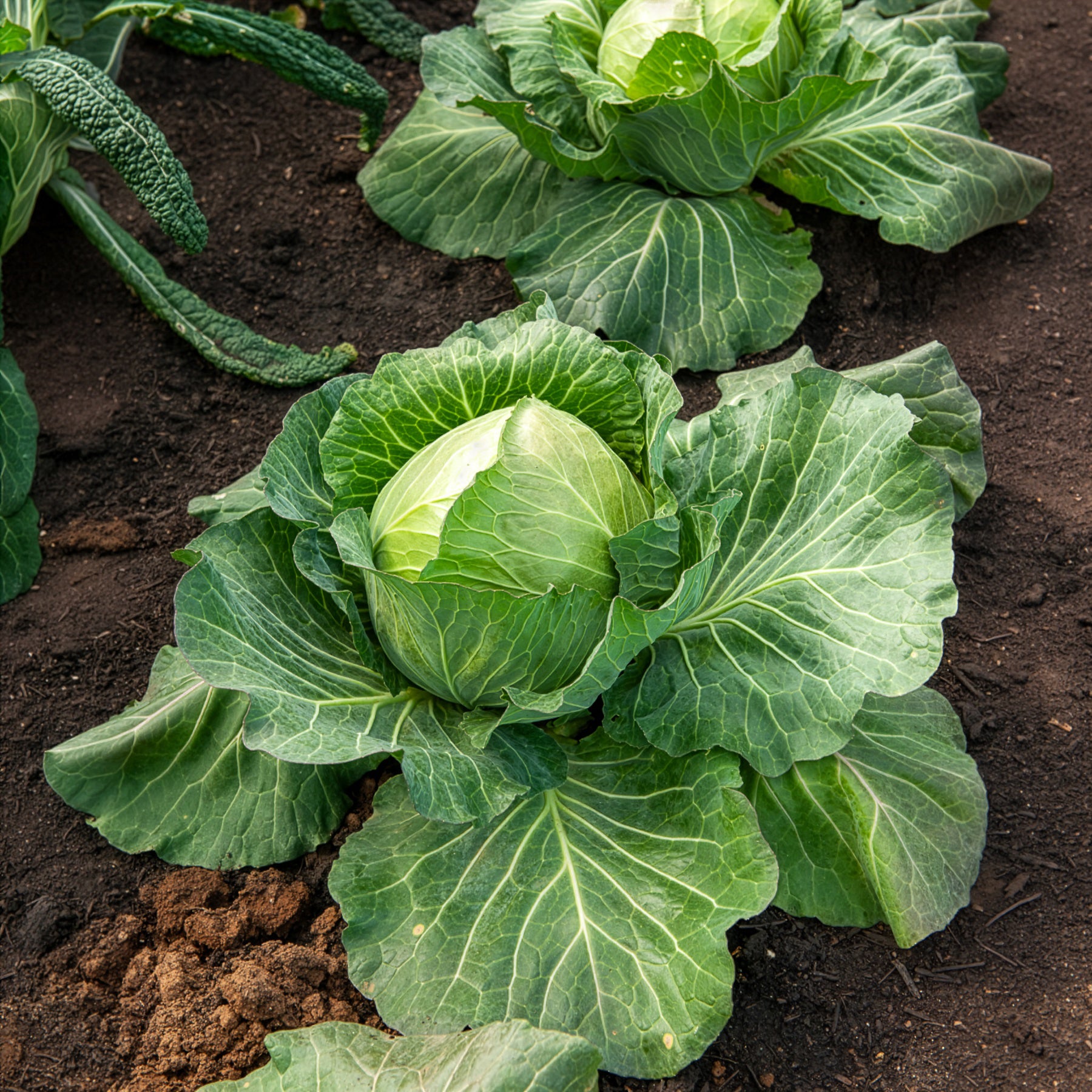 Weißkohl ‘De Brunswick’ - Willemse