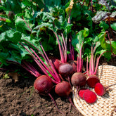 Rote Bete ‘Detroit 2’ Bio - Beta vulgaris de detroit 2 - storuman - Willemse