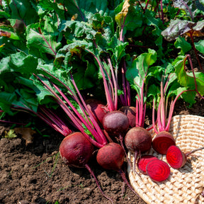 Rote Bete ‘Detroit 2’ Bio - Beta vulgaris de detroit 2 - storuman - Willemse