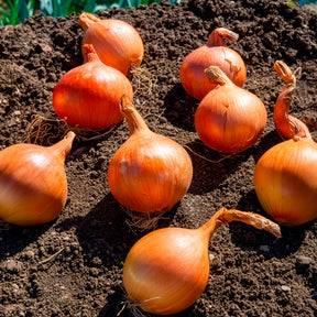 Gelbe Zwiebel Sturon Bio - Willemse
