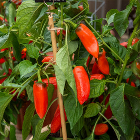 Topf-Paprika ‘Tangerine Dream’ F1 - Capsicum annuum tangerine dream f1 - Willemse