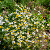 Deutsche Bio-Kamille - Matricaria recutita - Willemse